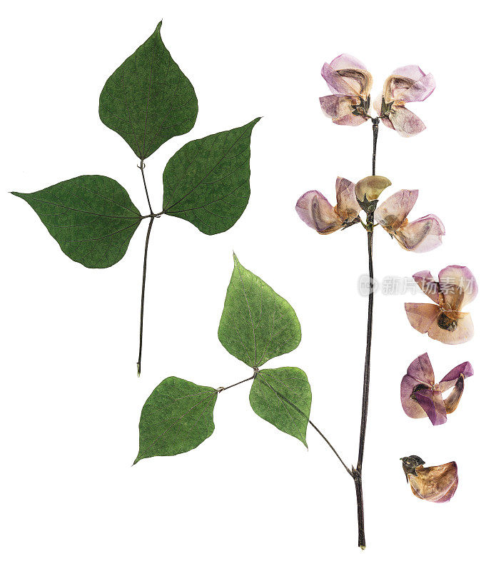 压制和干燥的紫色风信子豆(鲍勃)花，孤立在白色背景上。用于剪贴簿，压花或植物标本馆