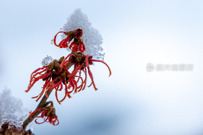 雪洒在金缕梅上