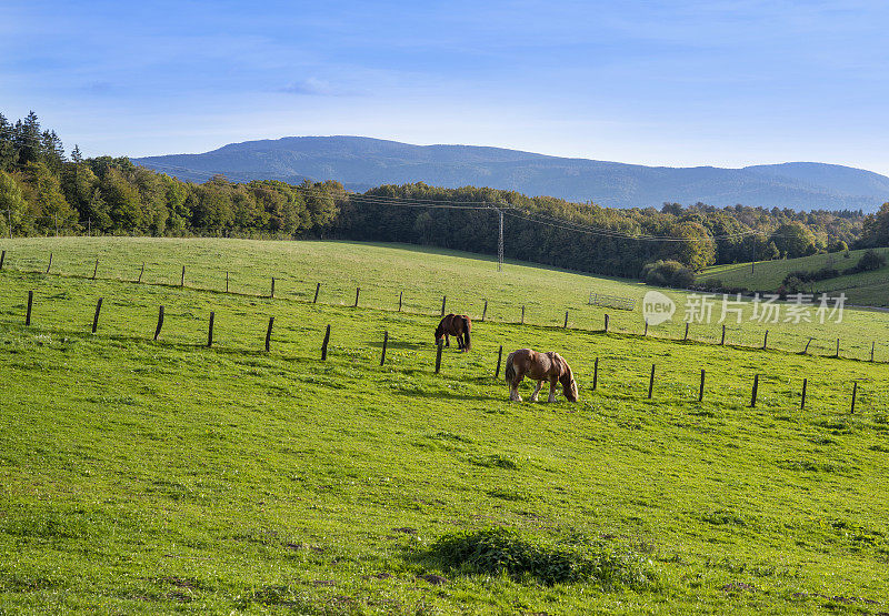 马在纳瓦拉芘的Aezkoa山谷草甸草原上吃草