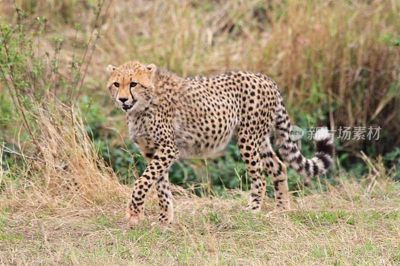 肯尼亚马赛马拉国家公园的猎豹在干燥的大草原上行走