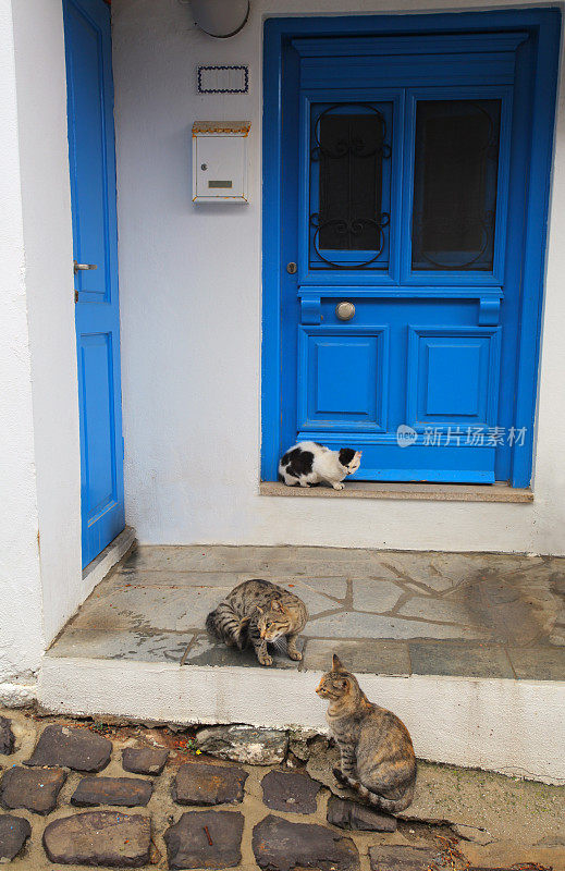 希腊chora猫