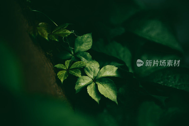 攀缘植物绿叶背景