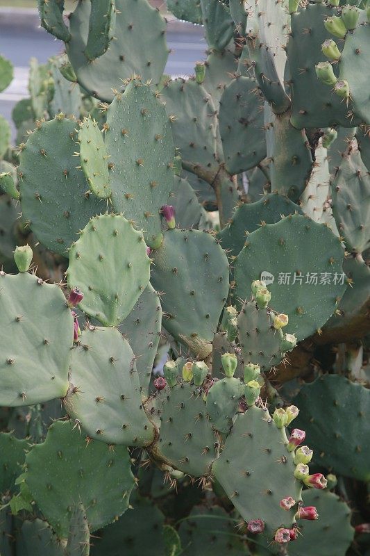 干燥的乡村仙人掌植物