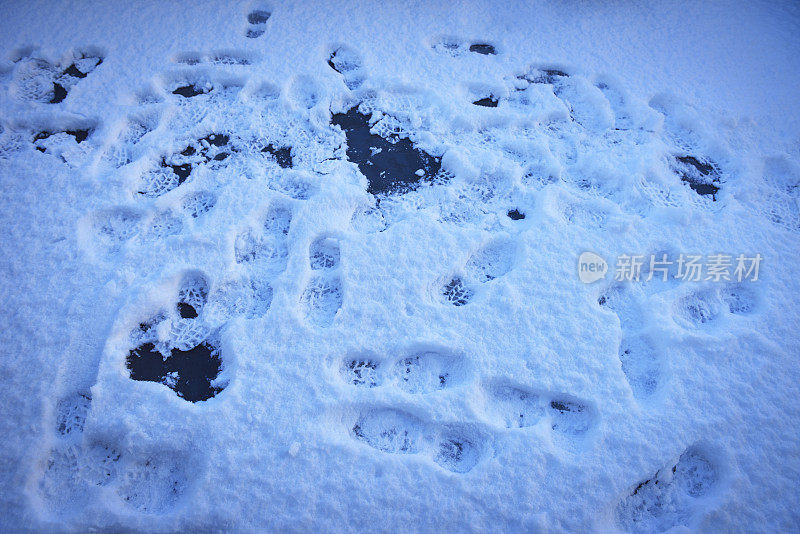 清晨雪地上的脚印