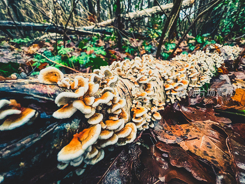 森林里的一根潮湿的老树枝，冬天的时候上面长满了小蘑菇。