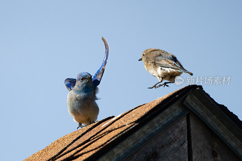 山蓝鸟在屋顶上跳舞(它出现了)