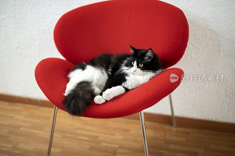 猫坐在椅子上