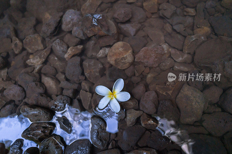 岩石海岸上热带花朵的特写