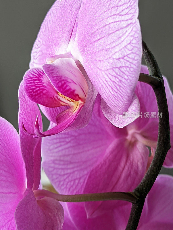 《春天的紫色兰花》