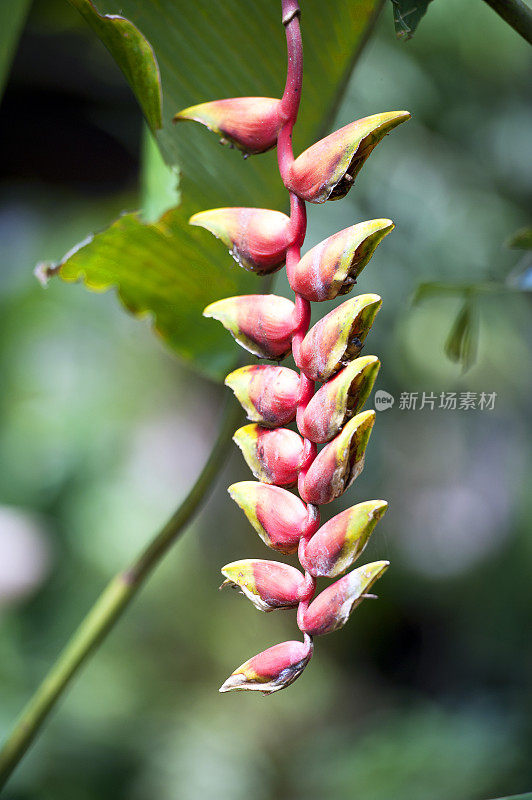 极乐鸟Heliconia，热带花，哥斯达黎加