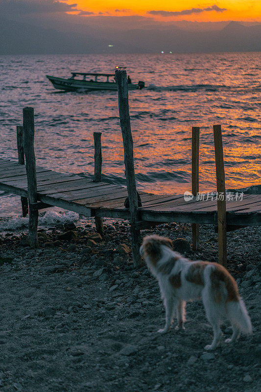 危地马拉阿提特兰湖日落时狗狗的风景