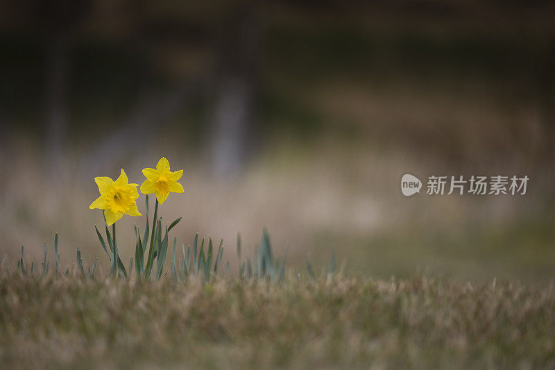 水仙花