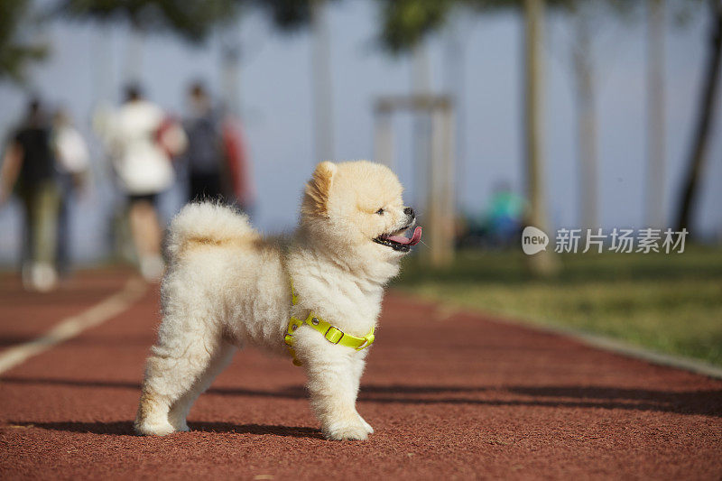 可爱的小波美拉尼亚的