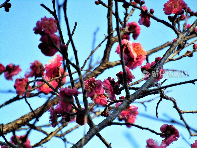 日本。1月。梅花在夕阳下绽放。