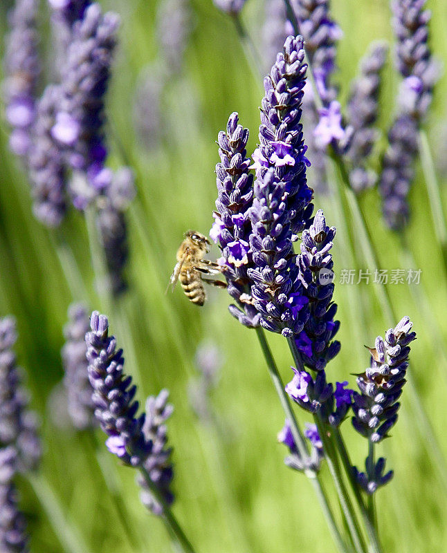 在薰衣草花丛中嗡嗡作响的蜜蜂