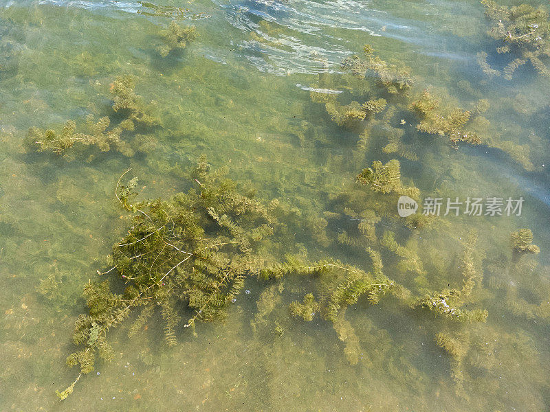 水里的绿藻