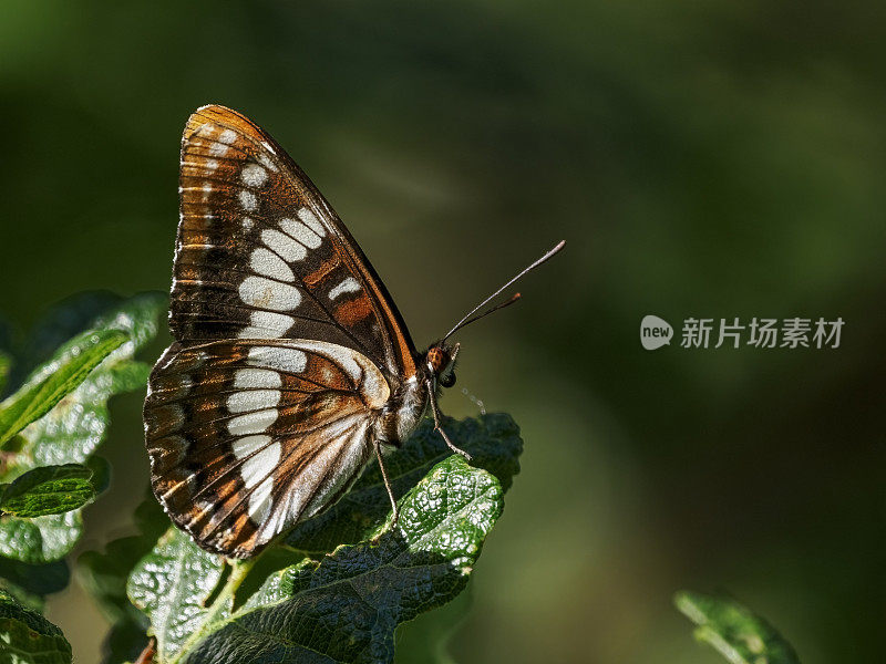 海军上将蝴蝶下翼俄勒冈与绿色背景