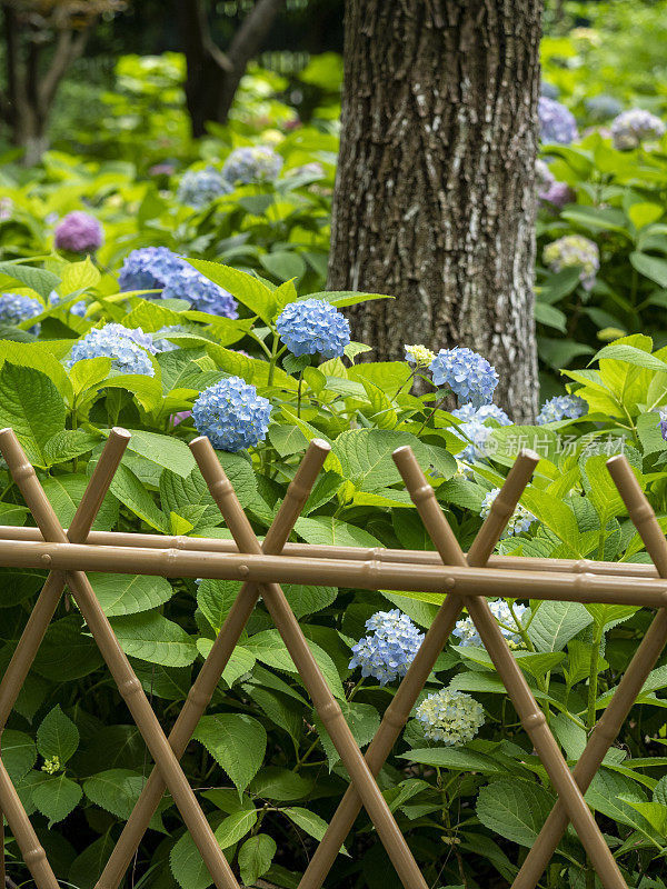 绣球花在花园里盛开