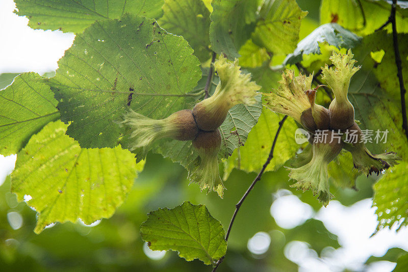 新鲜的绿色榛子在树枝上