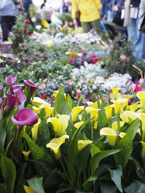 米兰运河上的花卉市场