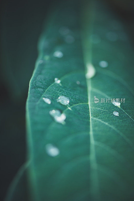 宏观背景摘要自然主题:金菊叶的宏观照片，上面有雨滴