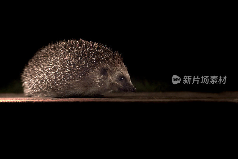 欧洲刺猬的夜晚