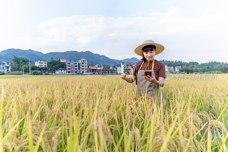 一位女科技工作者用手机在成熟的稻田里查看水稻数据