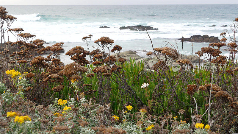 加利福尼亚州蒙特利，17英里车程。海岸岩石嶙峋，波涛汹涌。草的花