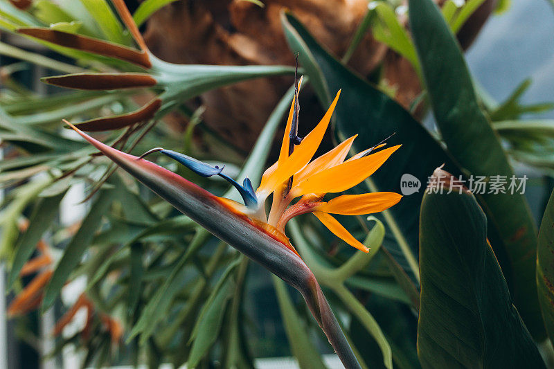 天堂鸟植物在充分的季节开花。美丽的金凤花生长在热带雨林或温室里