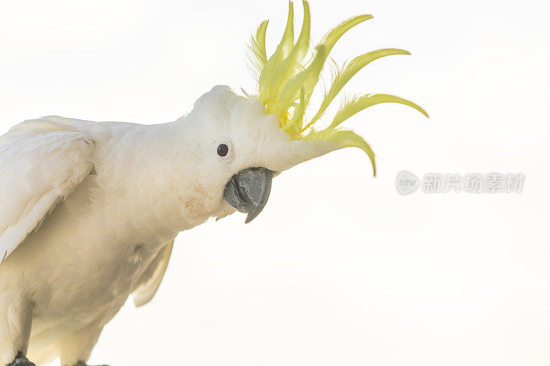 硫冠凤头鹦鹉展示它的冠