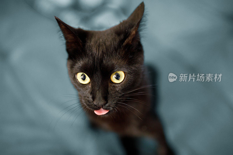 可爱的黑猫伸出舌头