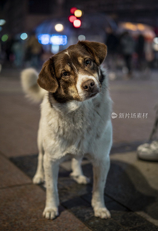 狗狗看着相机