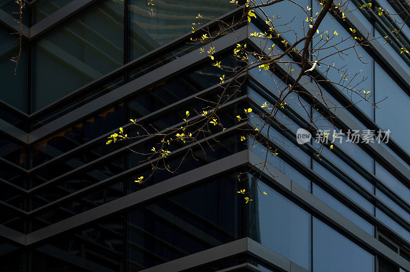 现代建筑玻璃外墙及植物枝杈