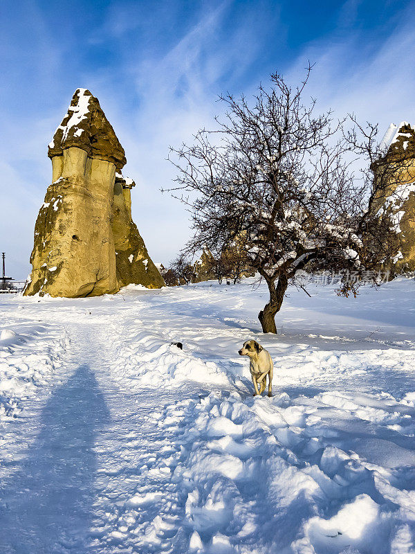 狗在雪地上行走