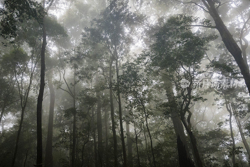 雾时雨林树冠下的大气-资料照片