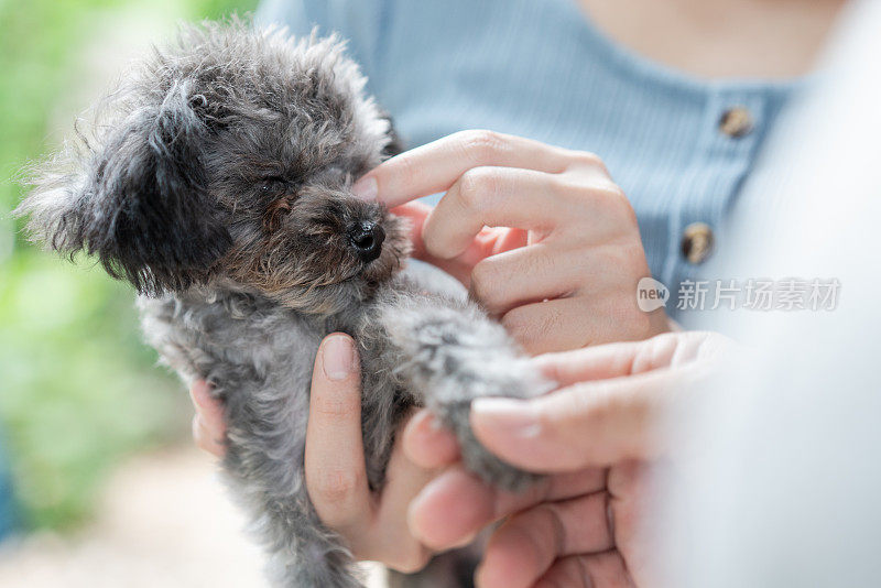 宠物主人擦拭小玩具贵宾犬的眼睛。女人抱着狗，照顾它。