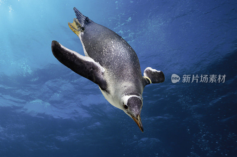 令人惊叹的厚脸皮巴布亚企鹅游泳通过海洋与泡沫