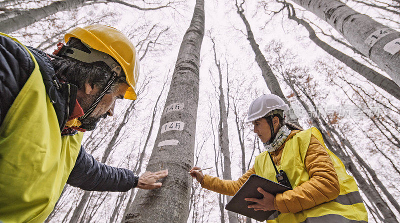 生态学家在山毛榉林进行实地调查。生态系统保护和可持续性。团队合作。