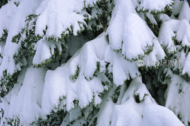 最近一场暴风雪后的松树特写