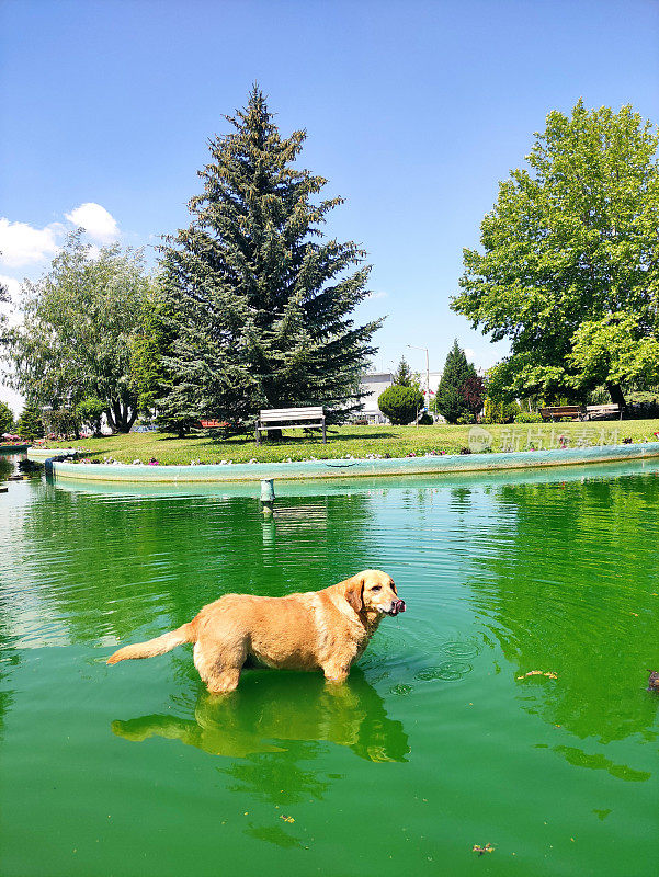 泳池里的狗