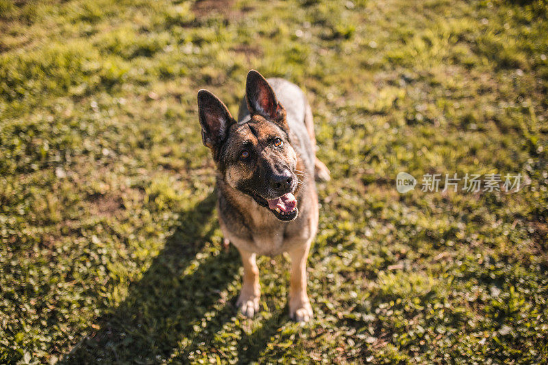 这只可爱的德国牧羊犬正直勾勾地盯着头顶的摄像头