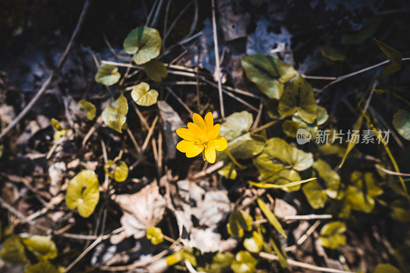 毛茛属植物