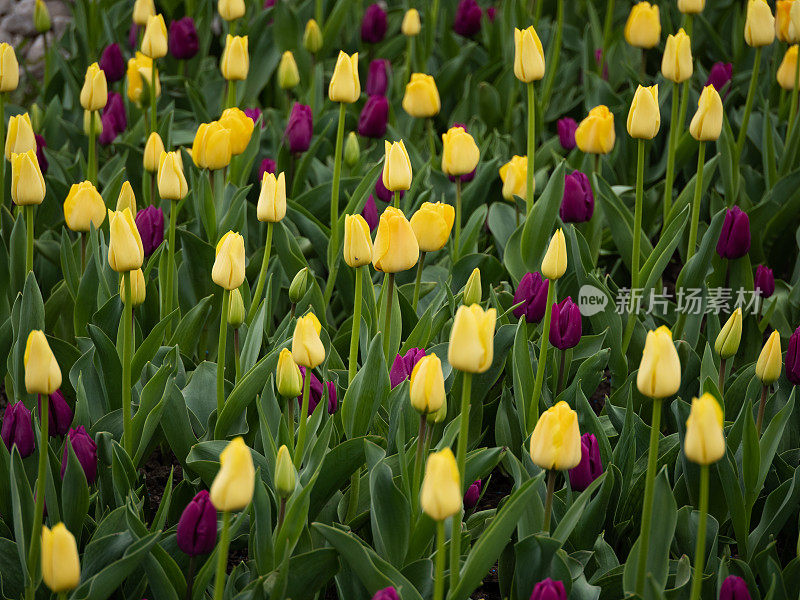 花园里的郁金香花坛