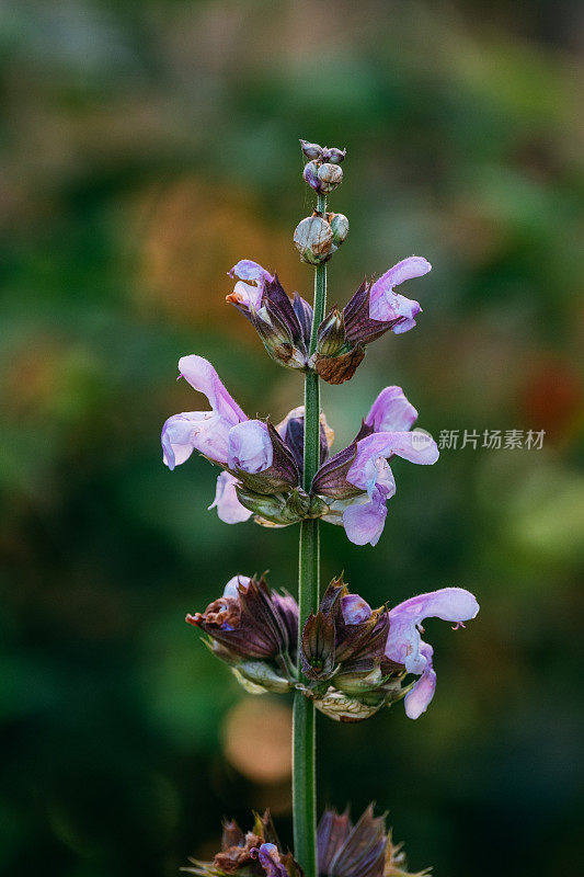 鼠尾草花