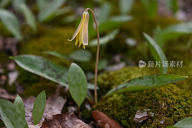 鳟鱼百合浅焦点