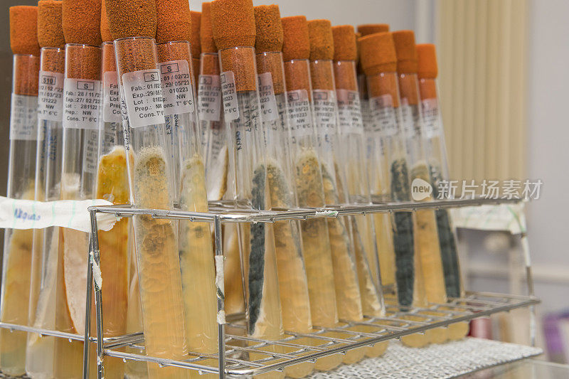 在实验室里，真菌生长的玻璃试管和橙色的试管帽的特写。科学、实验室、研究和发展。
