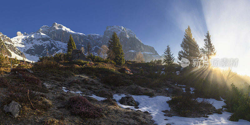 山景观在日出与高山玫瑰在山Hochkönig