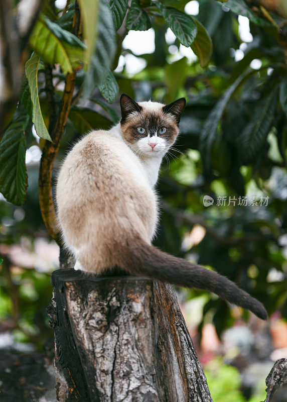 可爱的暹罗流浪猫被困在树上等待救援。