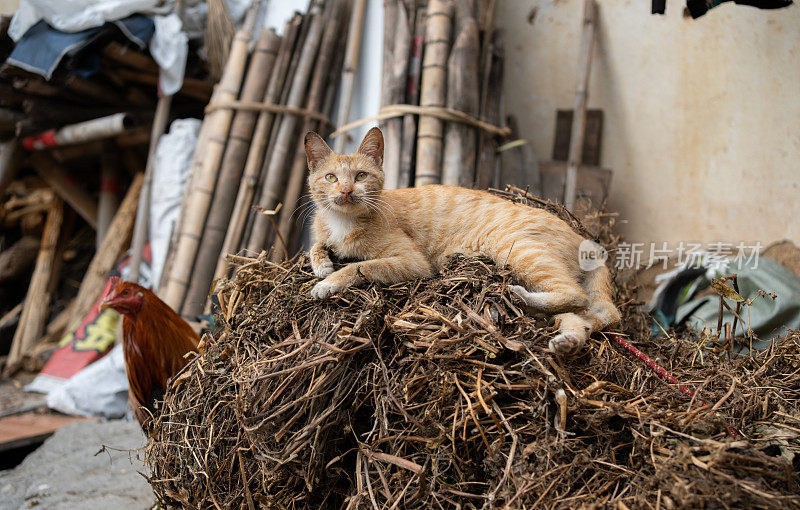 肮脏的猫