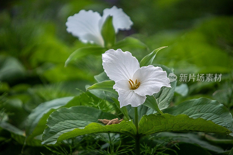 大花万兆，大白万兆，白尾鸲，(万兆)，万兆。